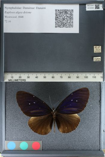 Media type: image;   Entomology 160945